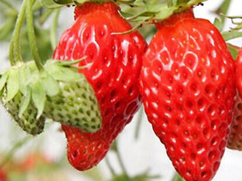 草莓的營養價值